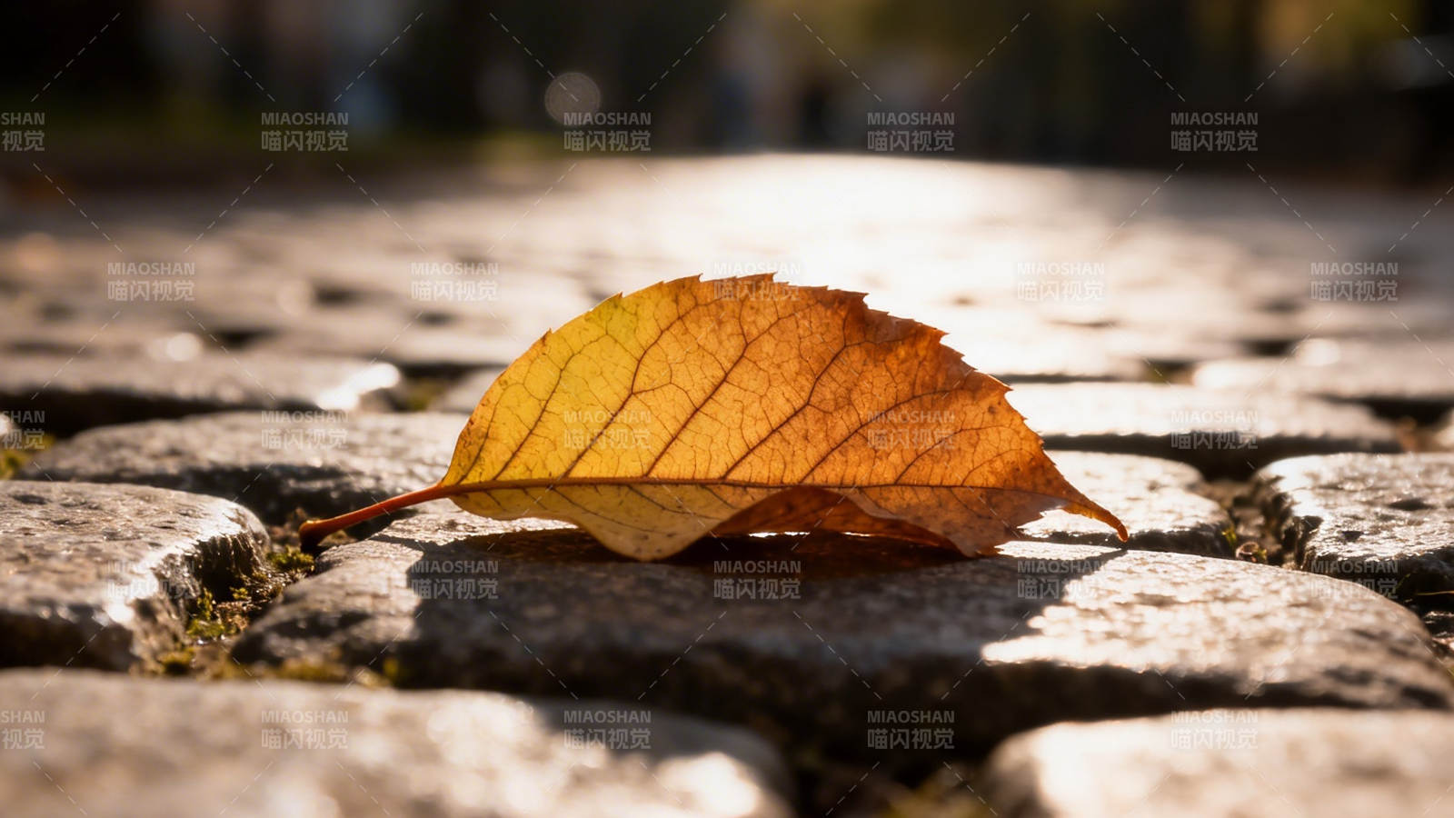 秋叶静卧石径上图片