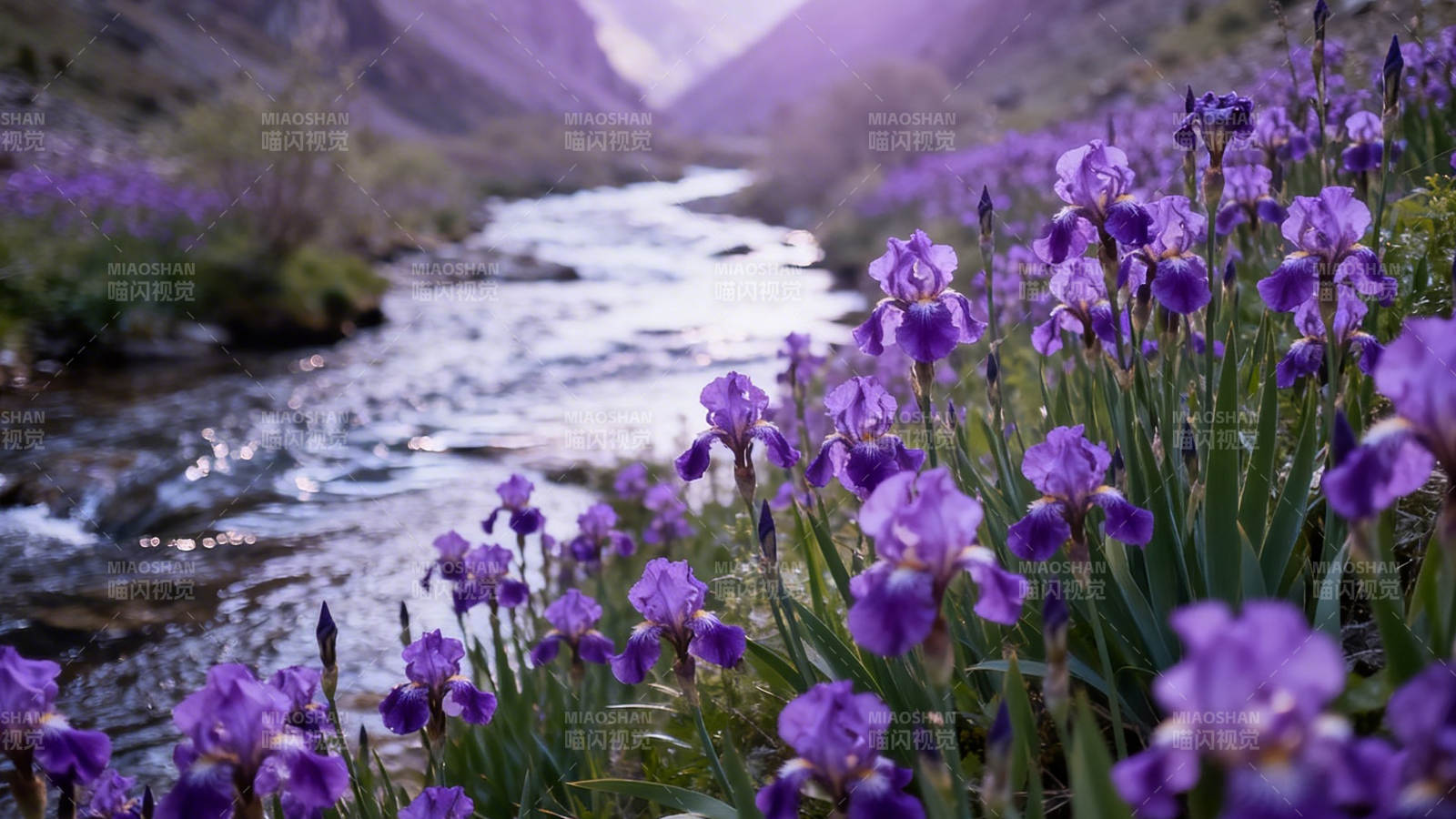 溪畔紫鸢尾 山涧花如海图片