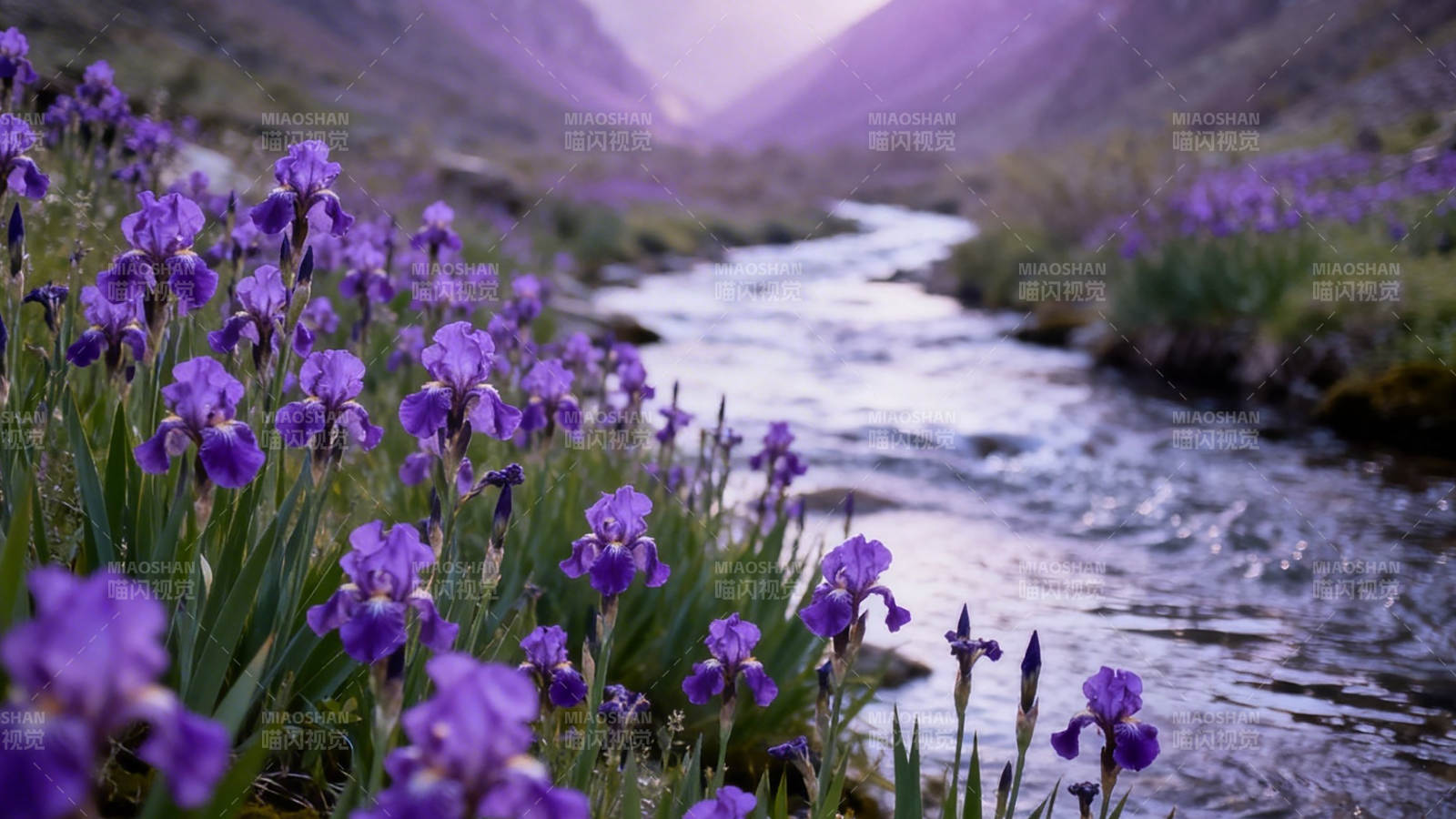 紫鸢溪谷 花伴清流图片