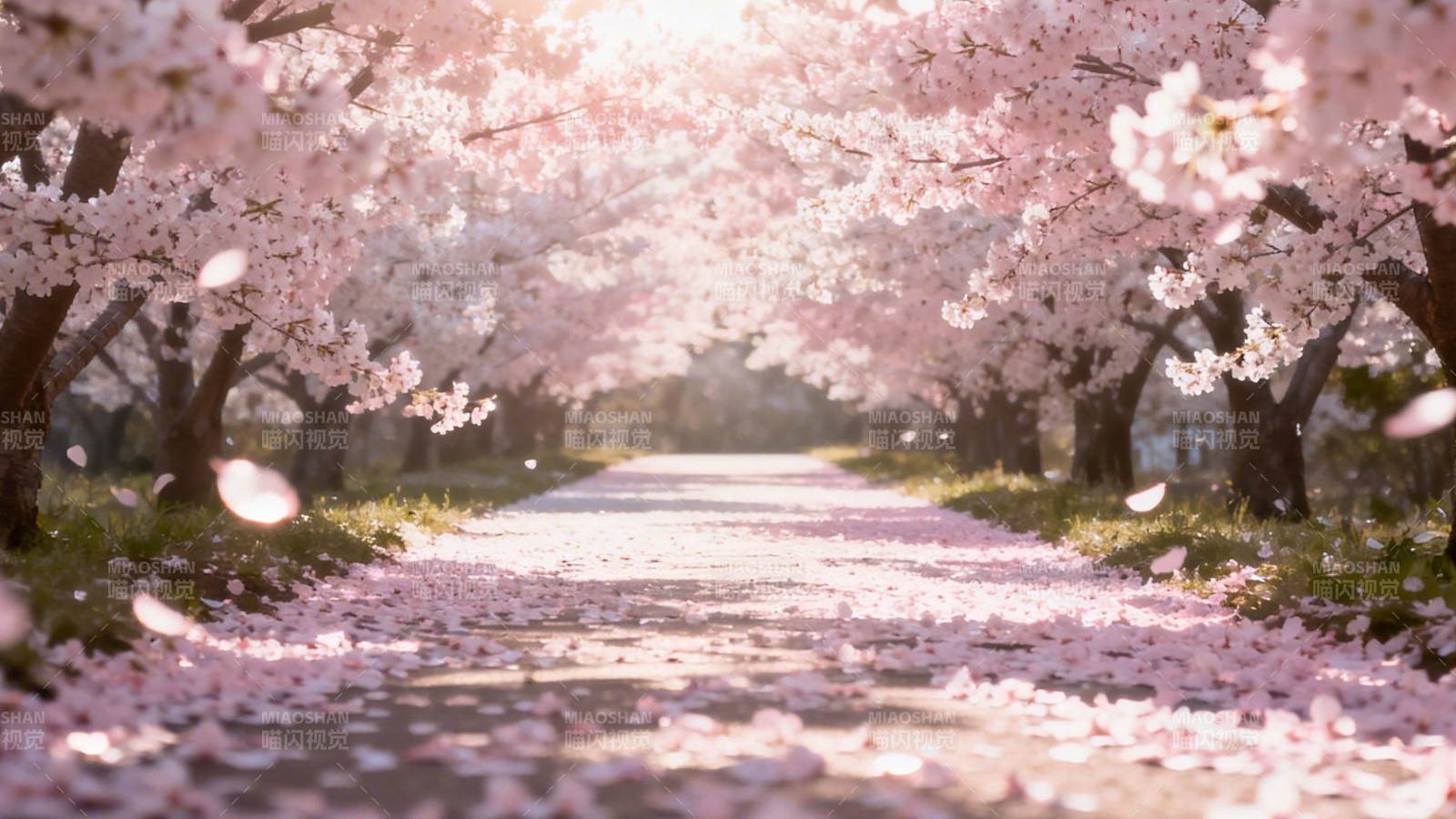 樱花隧道 落英缤纷小径图片