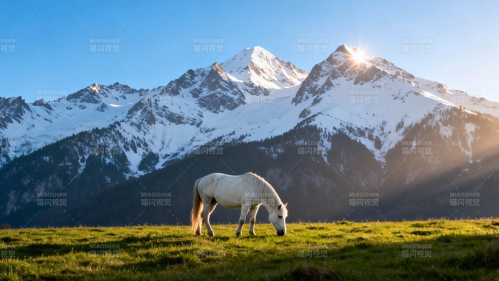 雪山下白马悠然吃草图片