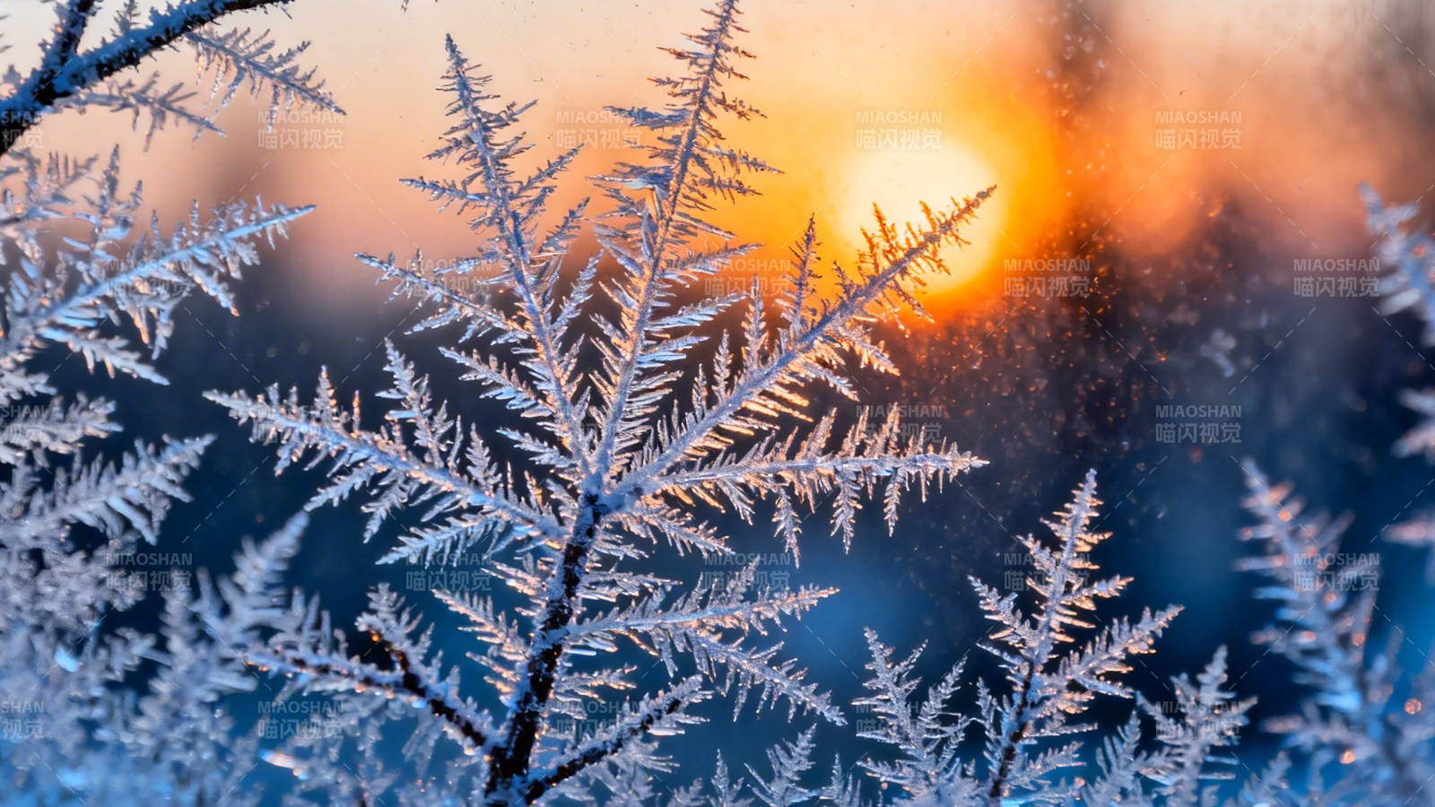 霜枝映夕阳 冬景如画图片
