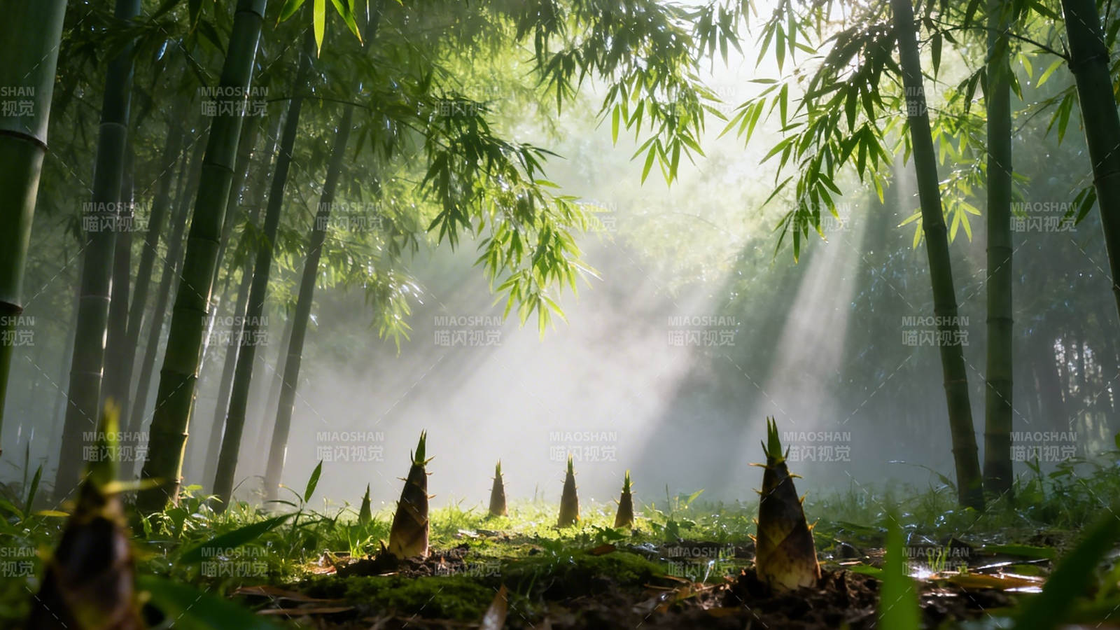 竹林晨光 笋尖破雾生图片