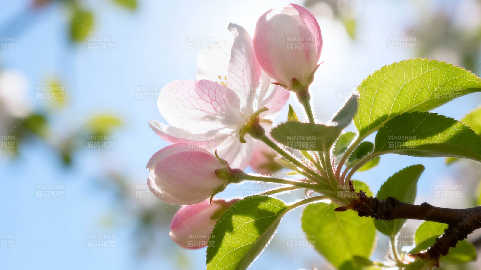春日粉花映蓝天图片