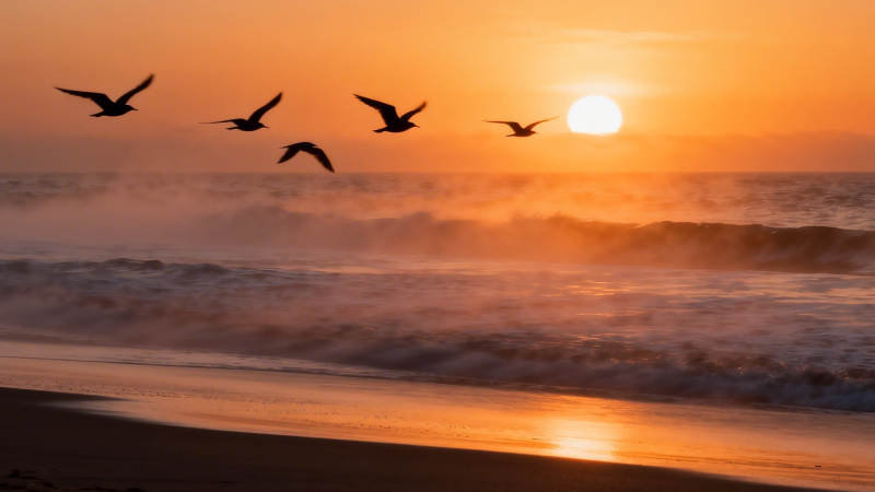 夕阳海鸥舞浪间图片