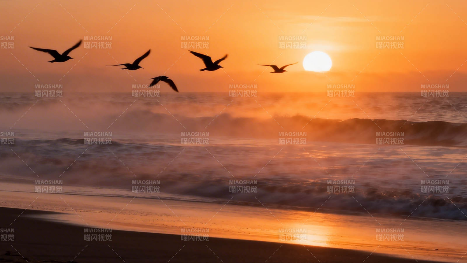 夕阳海鸥舞浪间图片