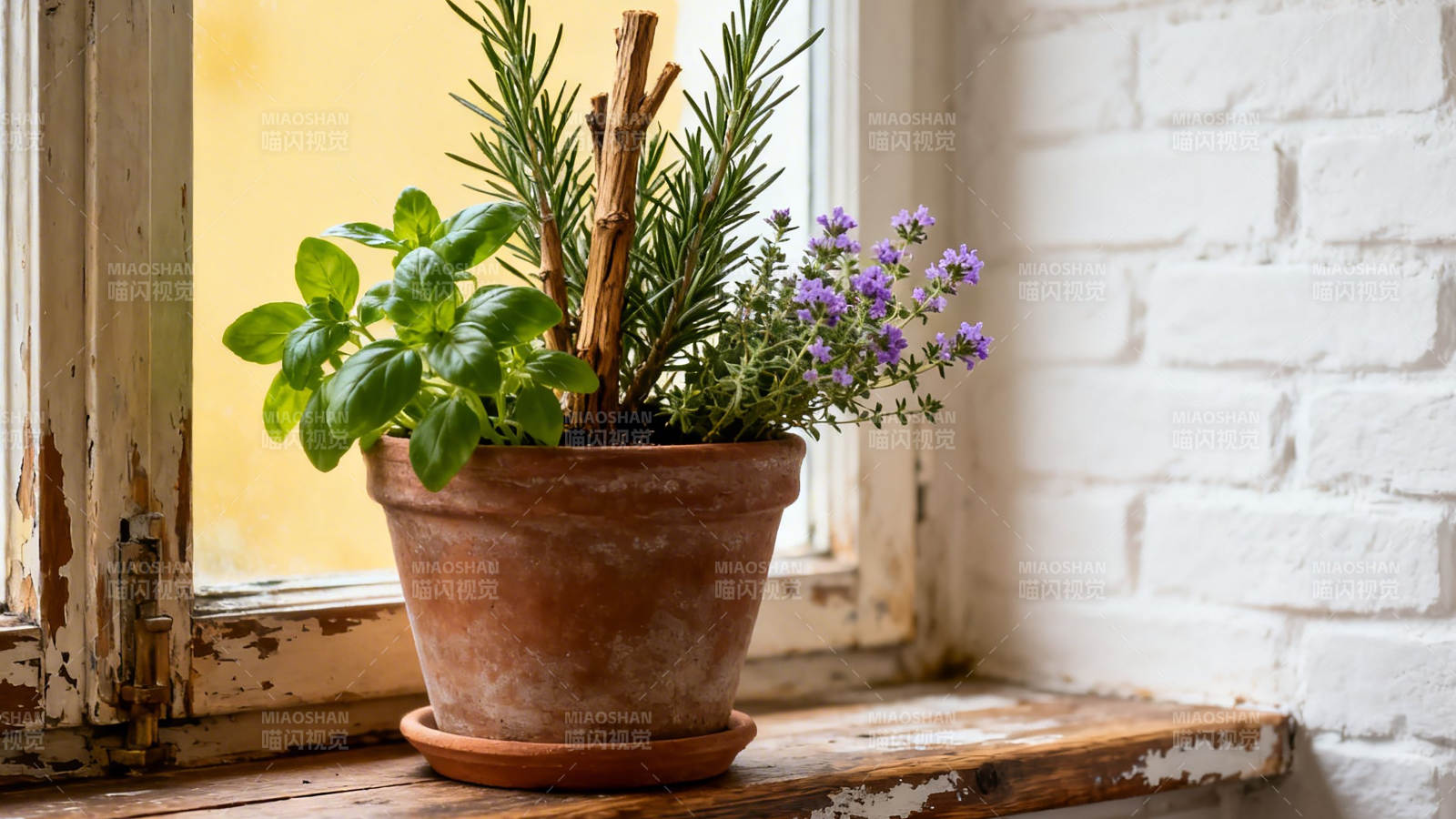 窗台香草盆栽小景图片