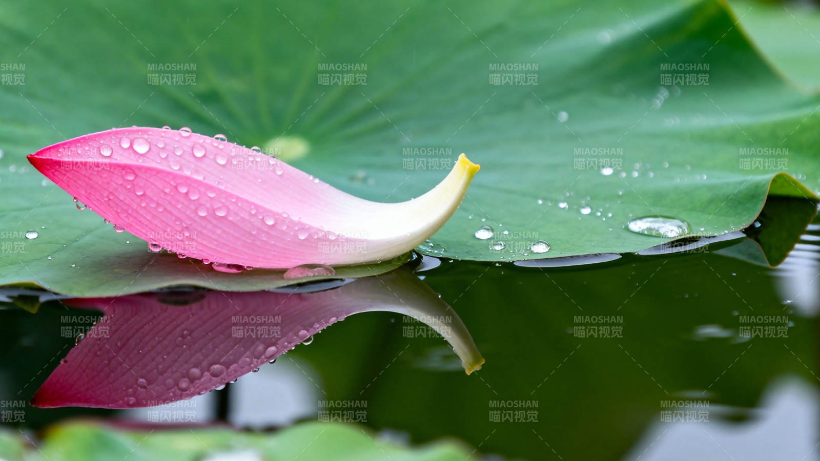 荷瓣浮水 露滴清圆图片