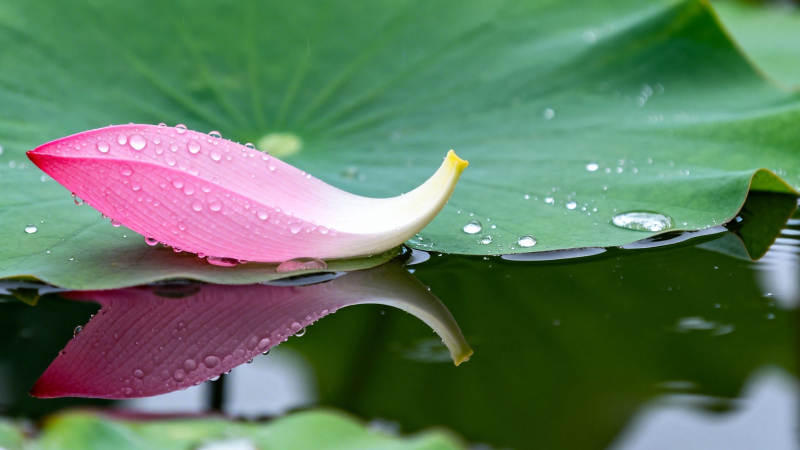 荷瓣浮水 露滴清圆图片