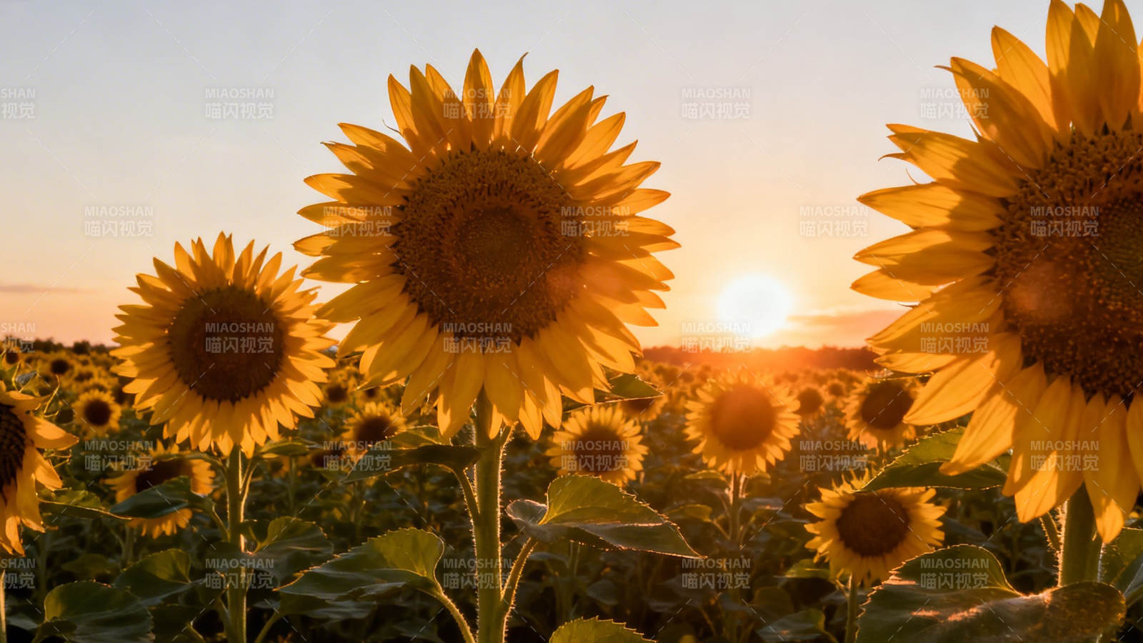 向日葵田迎夕阳图片
