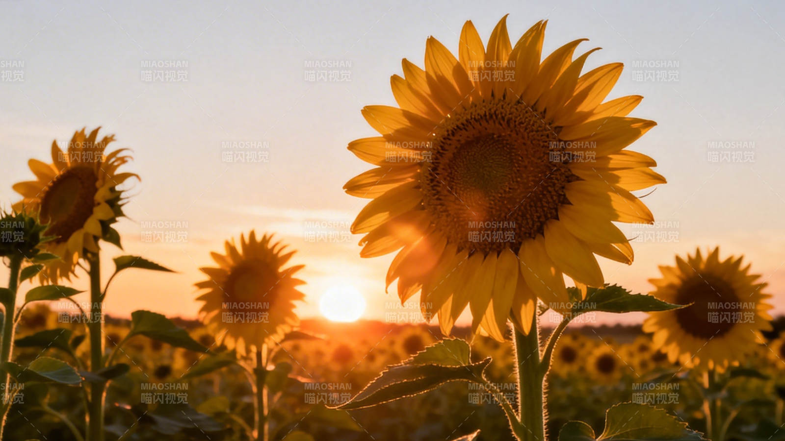 夕阳下的向日葵田图片