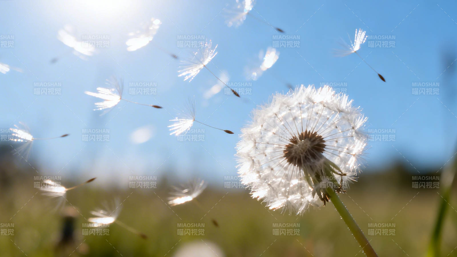 蒲公英随风飞舞图片