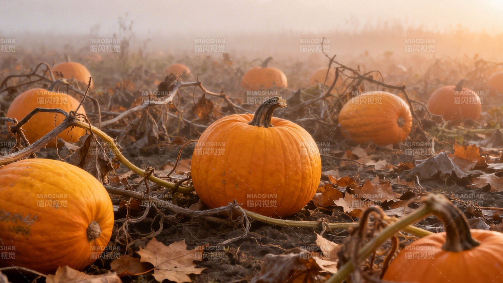 秋日南瓜田 晨雾映金黄图片