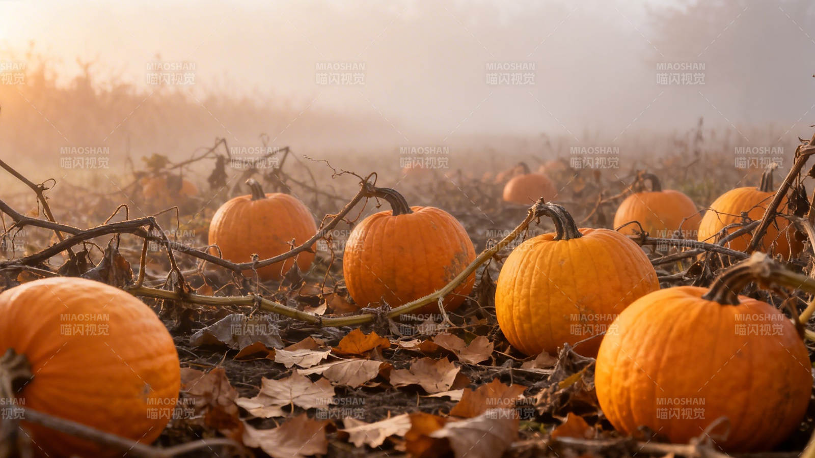 晨雾南瓜田 秋意浓如酒图片