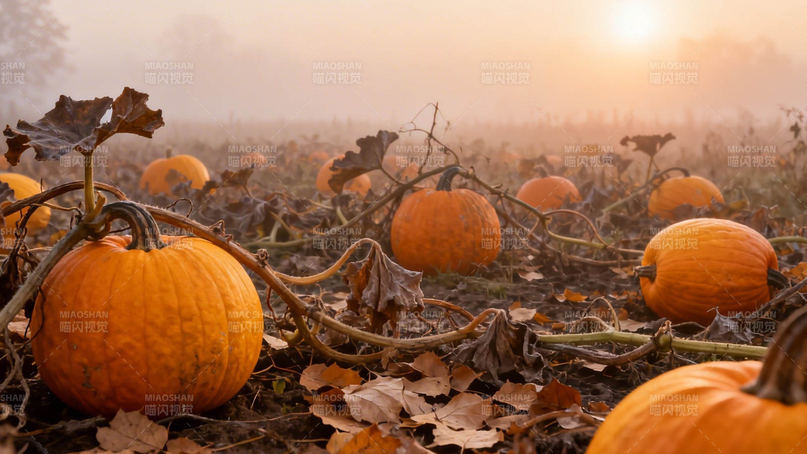 晨雾南瓜田 秋意浓如酒图片