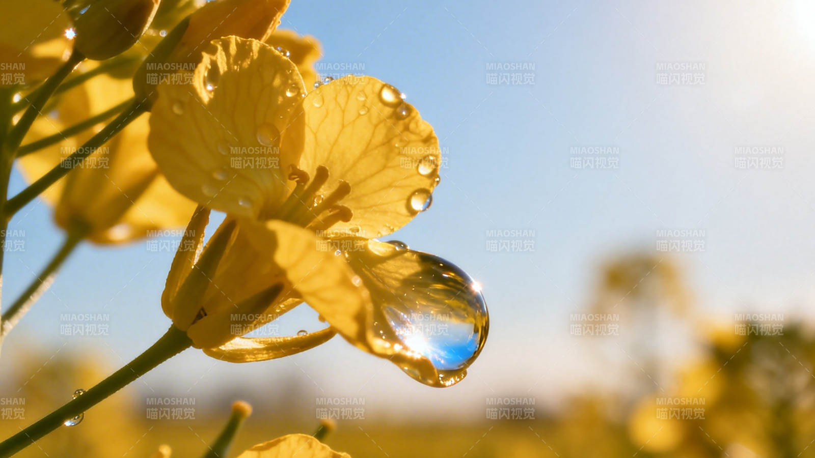 黄花含露 晨光映滴图片