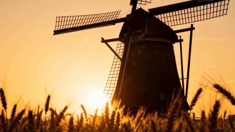 夕阳下的风车与麦田图片