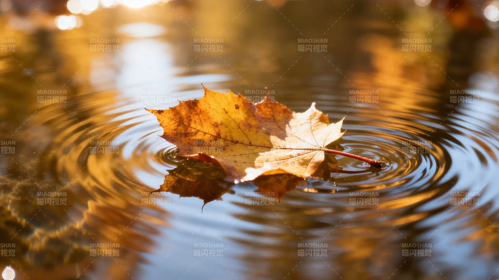 秋叶浮水 涟漪轻漾图片