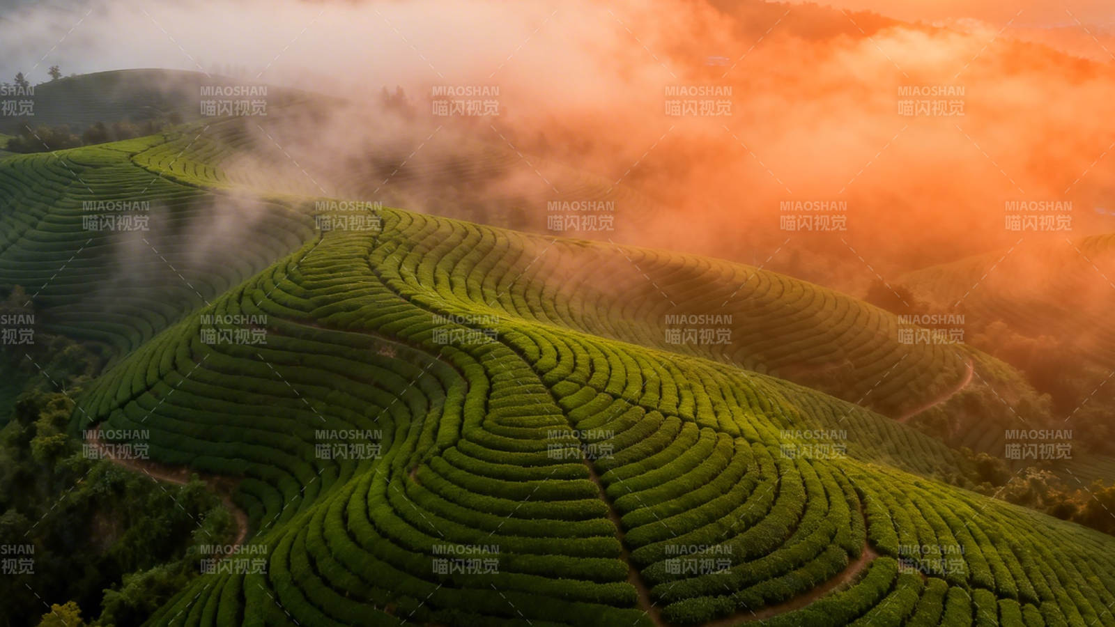 晨曦茶山 云雾缭绕如诗画图片