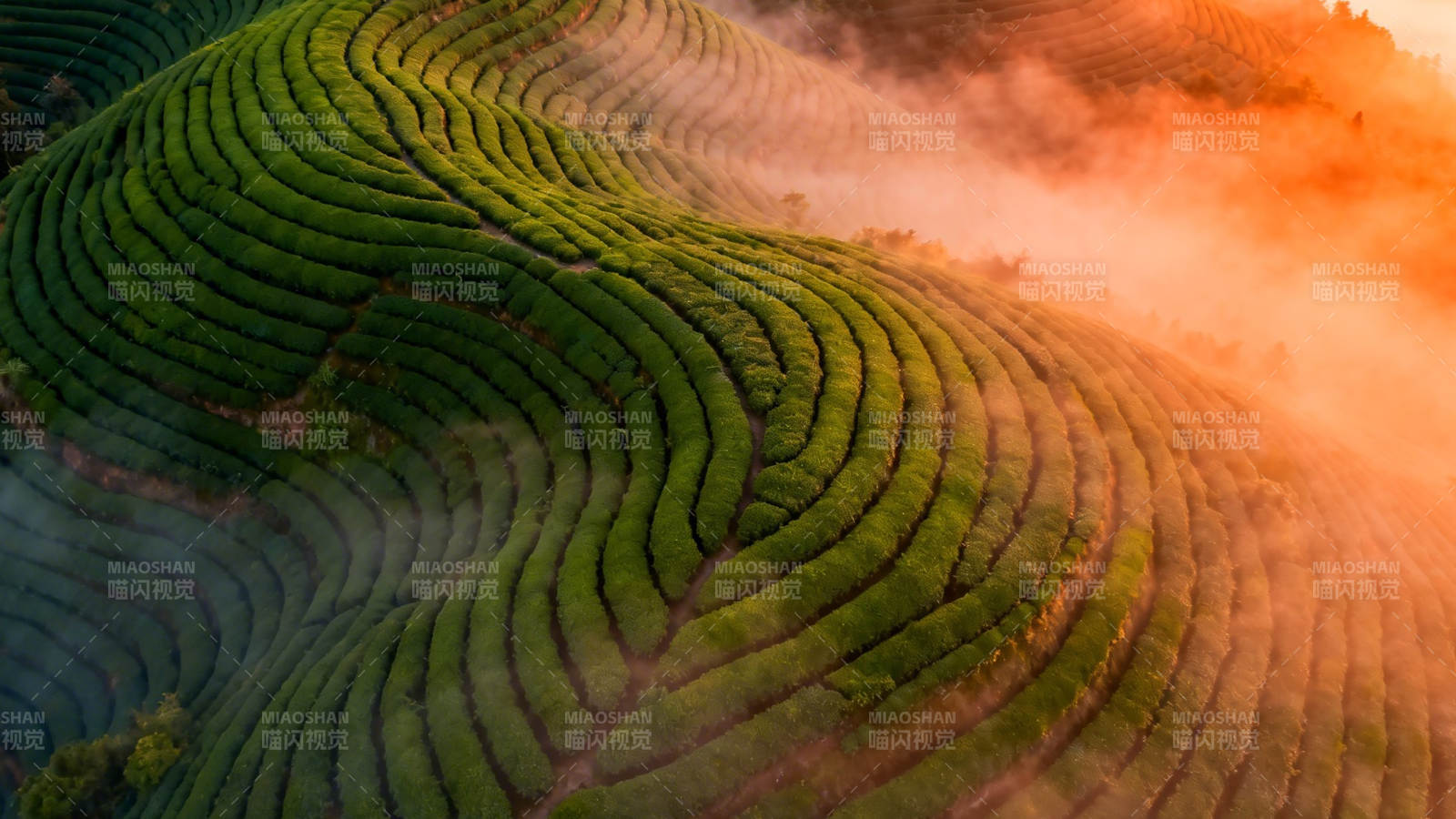 晨雾缭绕茶山如诗如画图片