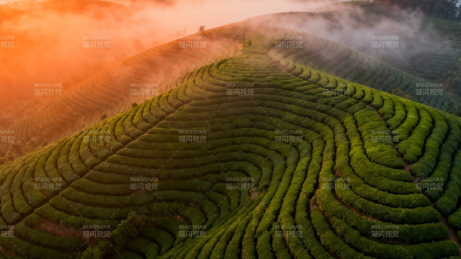 晨雾茶山 金辉映翠浪图片