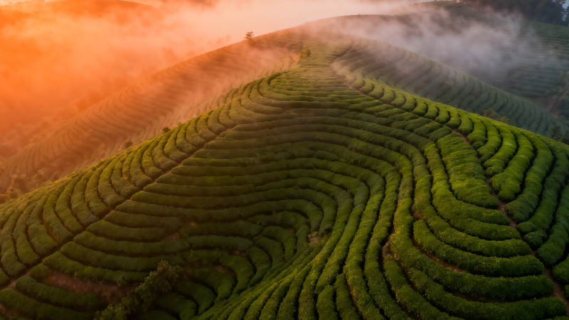 晨雾茶山 金辉映翠浪图片