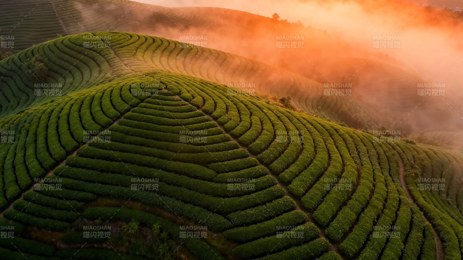 晨雾缭绕茶山如画图片