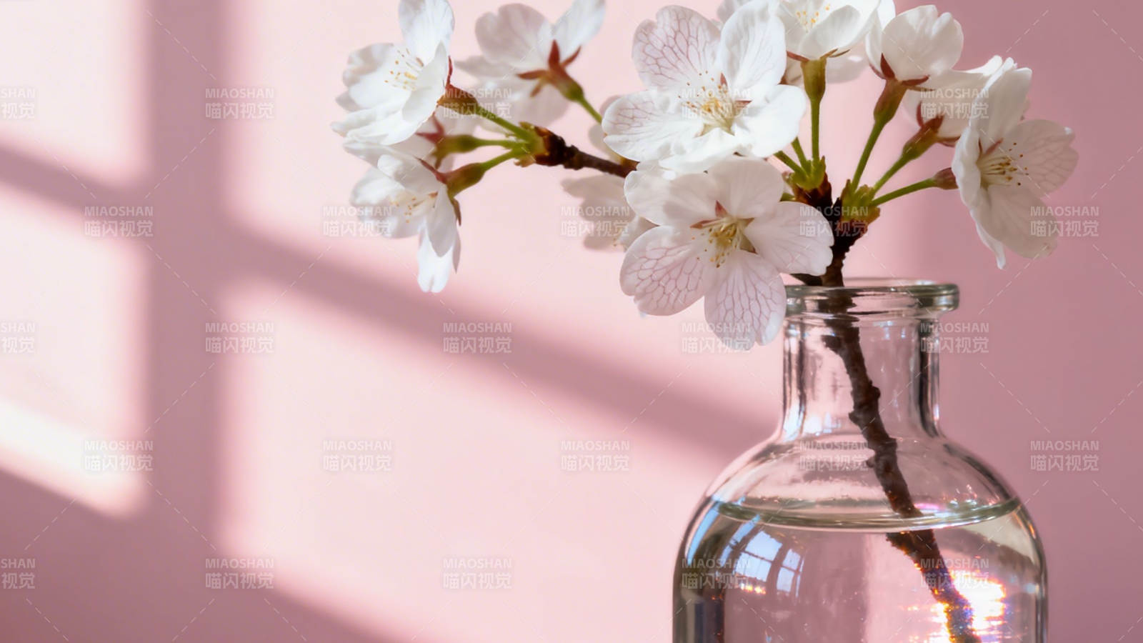 樱花瓶影 春日静美图片