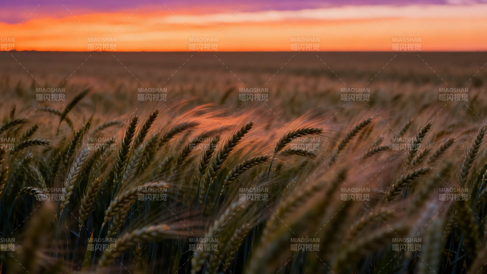 夕阳麦田 金浪映霞光图片