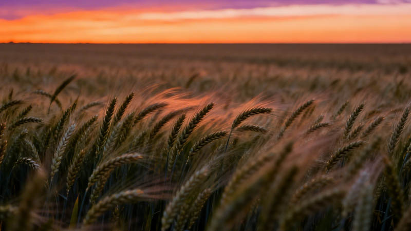 夕阳麦田 金浪映霞光图片