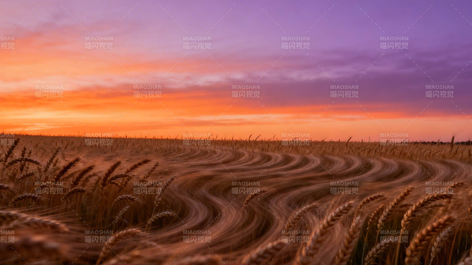 麦田夕照 金浪映霞天图片