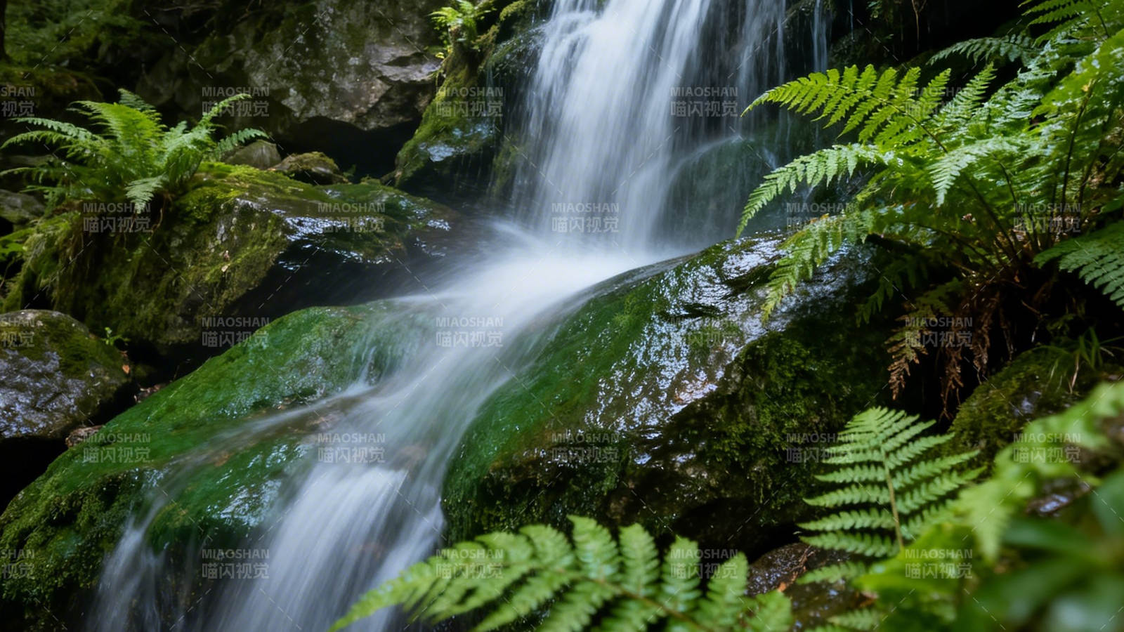 溪涧飞瀑 蕨影青苔间图片