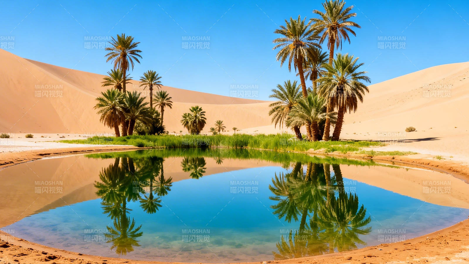 沙漠绿洲 棕榈映水间图片
