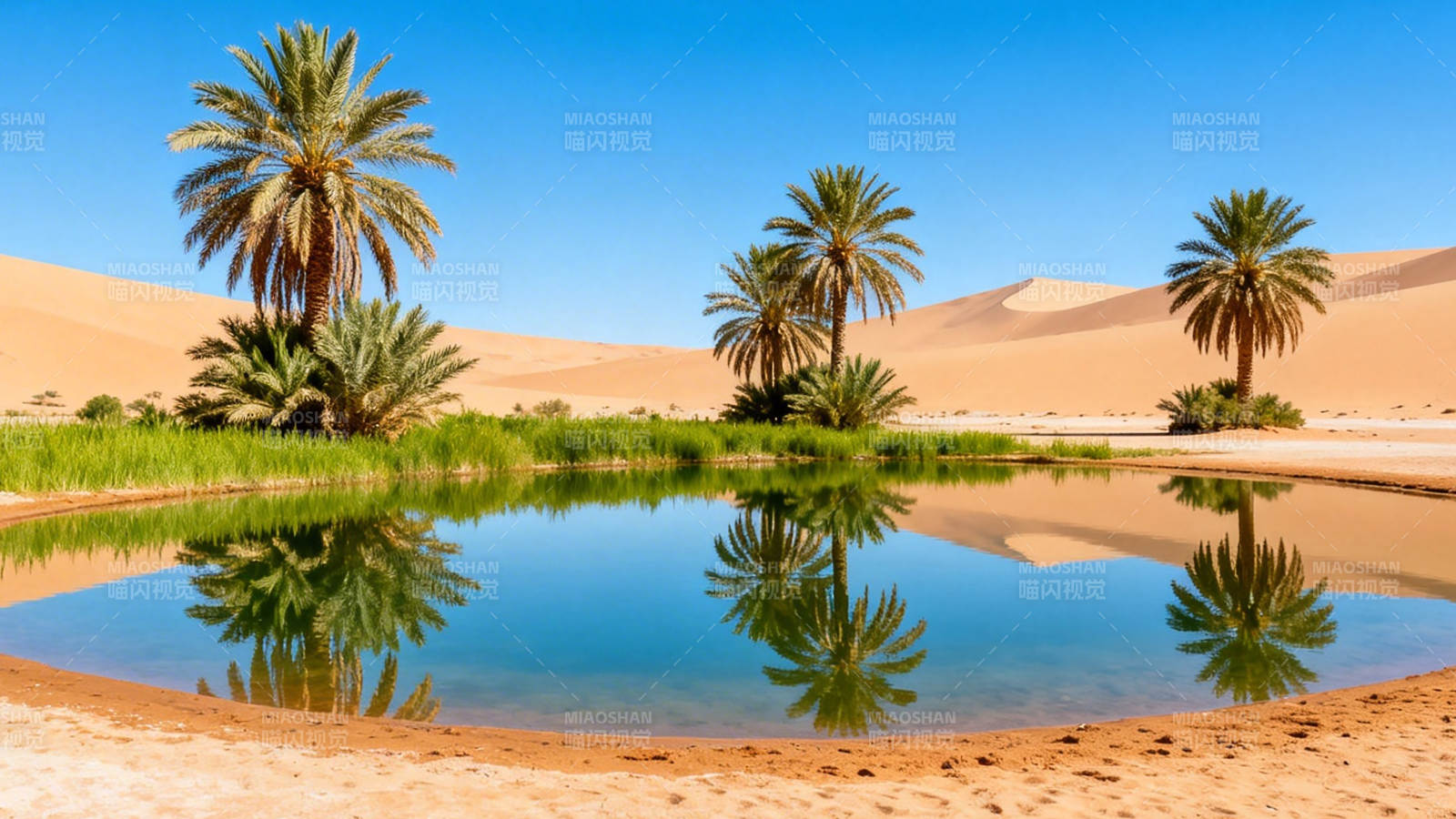沙漠绿洲 棕榈映水图片
