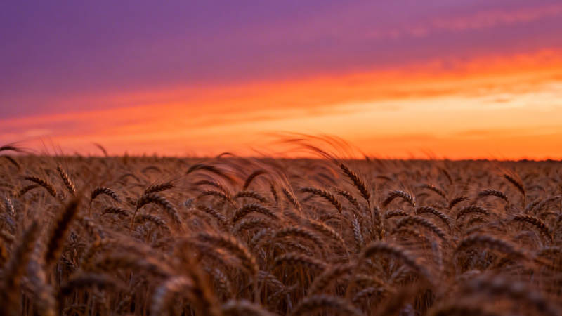 麦田夕照 金浪映霞光图片