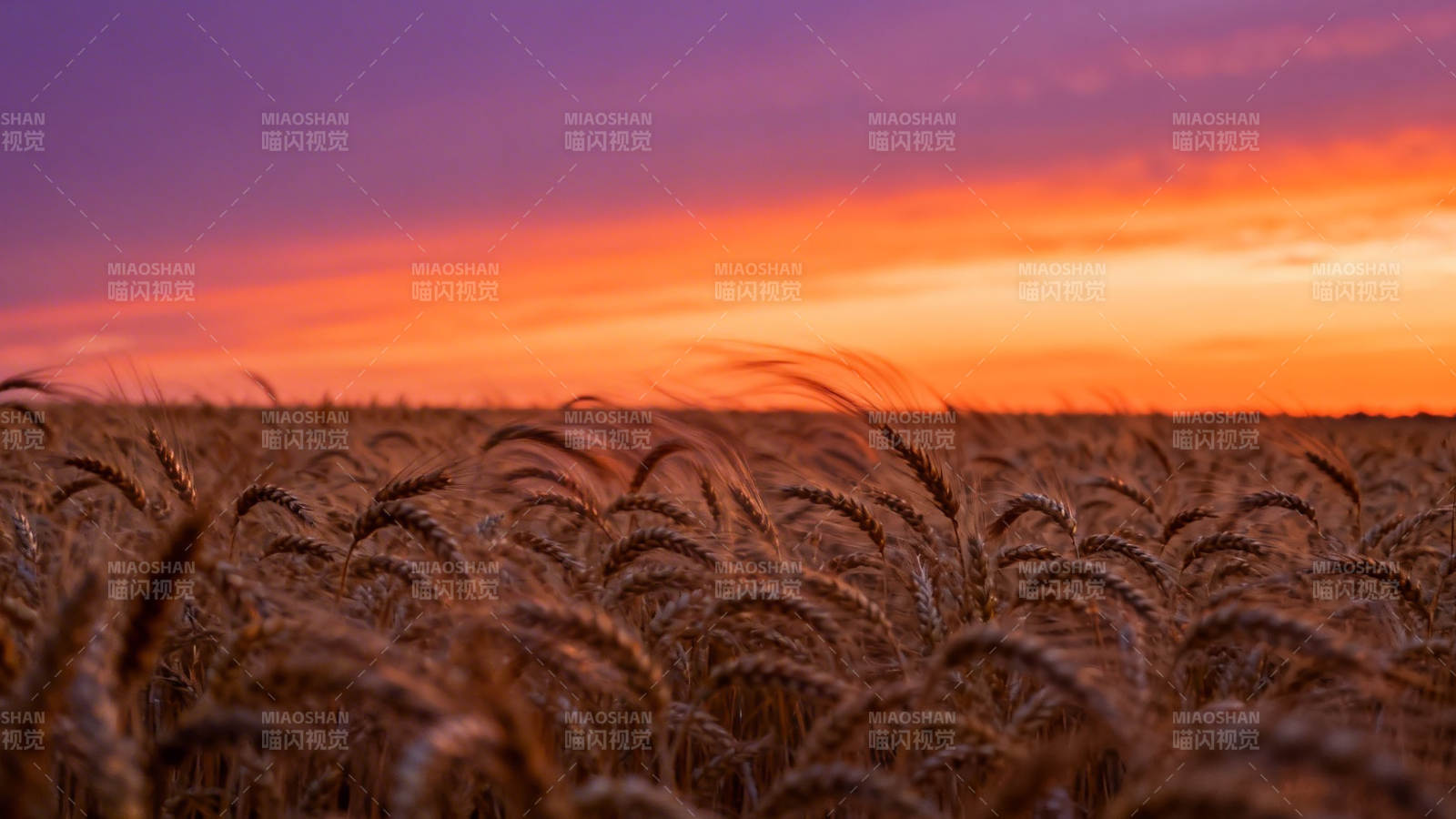 麦田夕照 金浪映霞光图片
