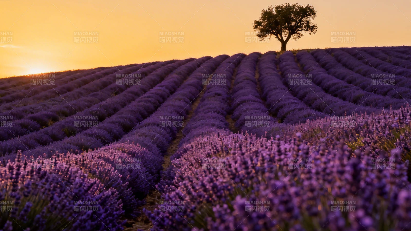 薰衣草田夕照孤树美图片