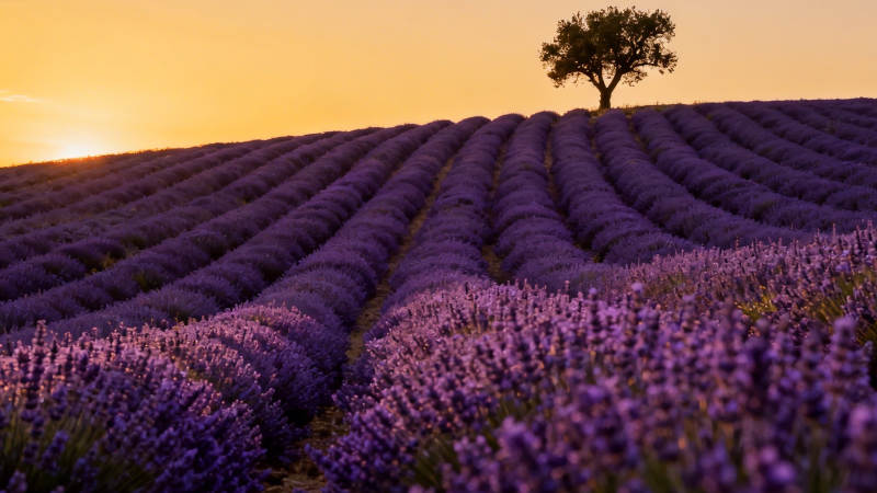 薰衣草田夕照孤树美图片