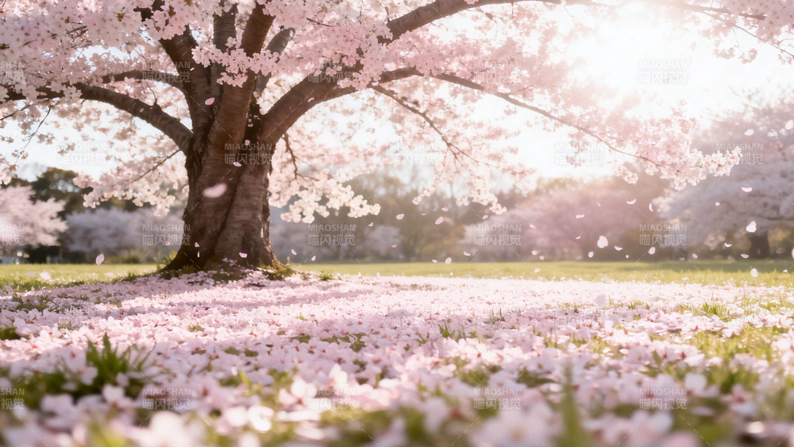 樱花树下 落英如雪图片