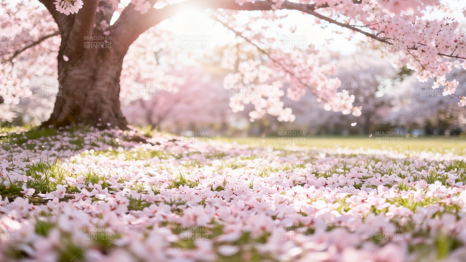 樱花满地 春光如梦图片