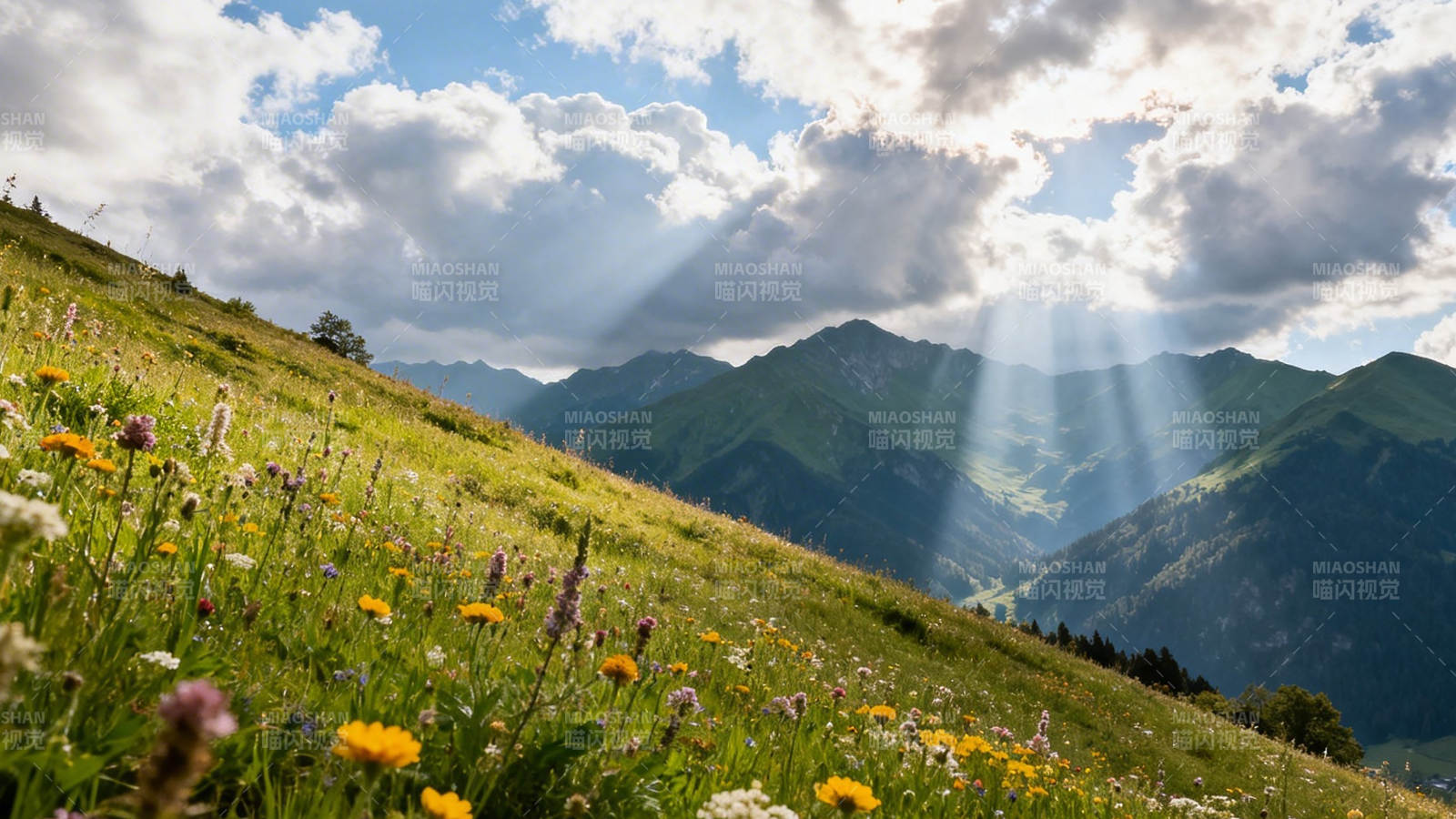 山野花径 云隙光洒落图片