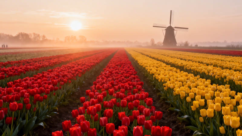 风车下的郁金香花海图片