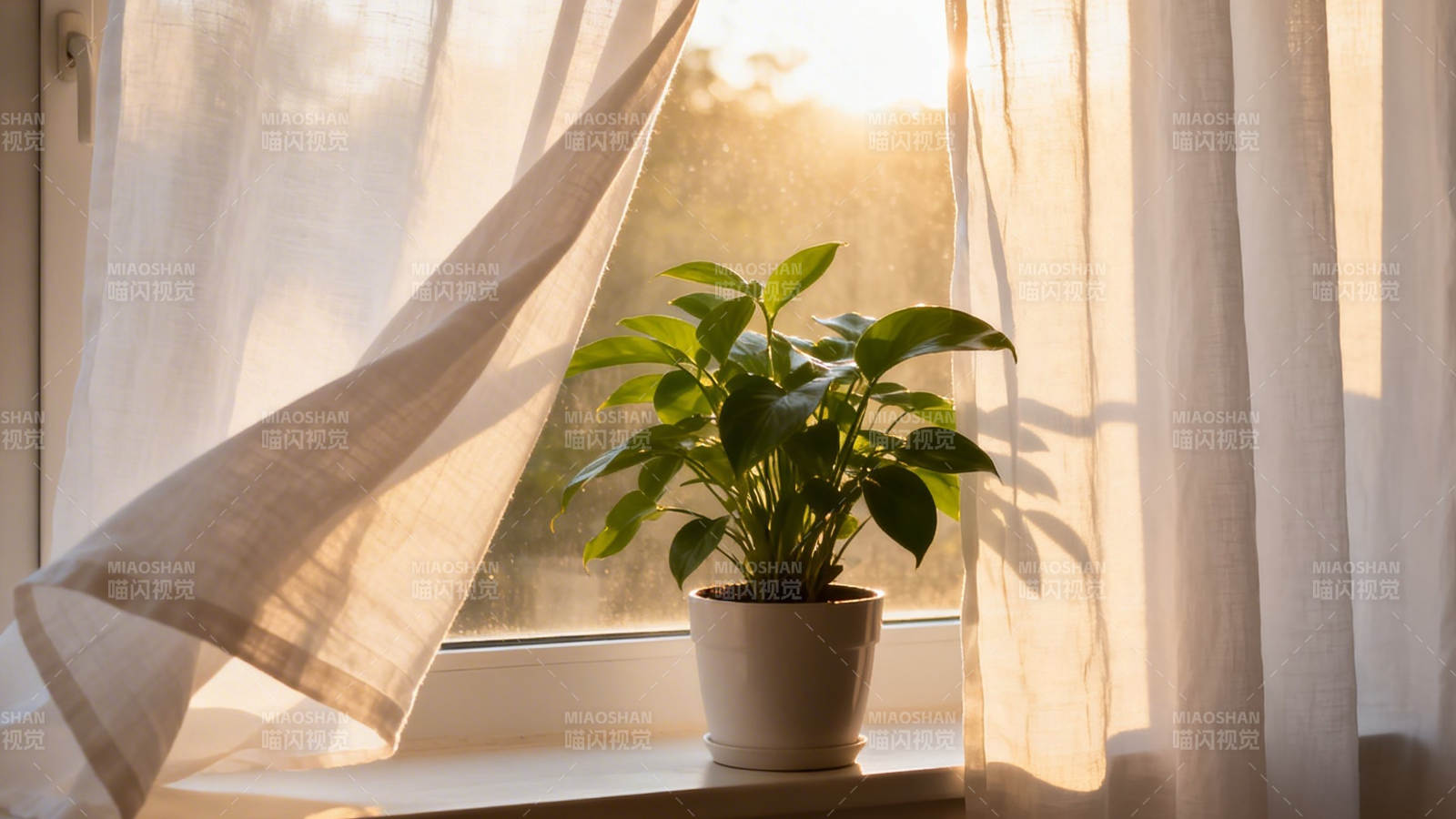 窗台绿植沐晨光图片