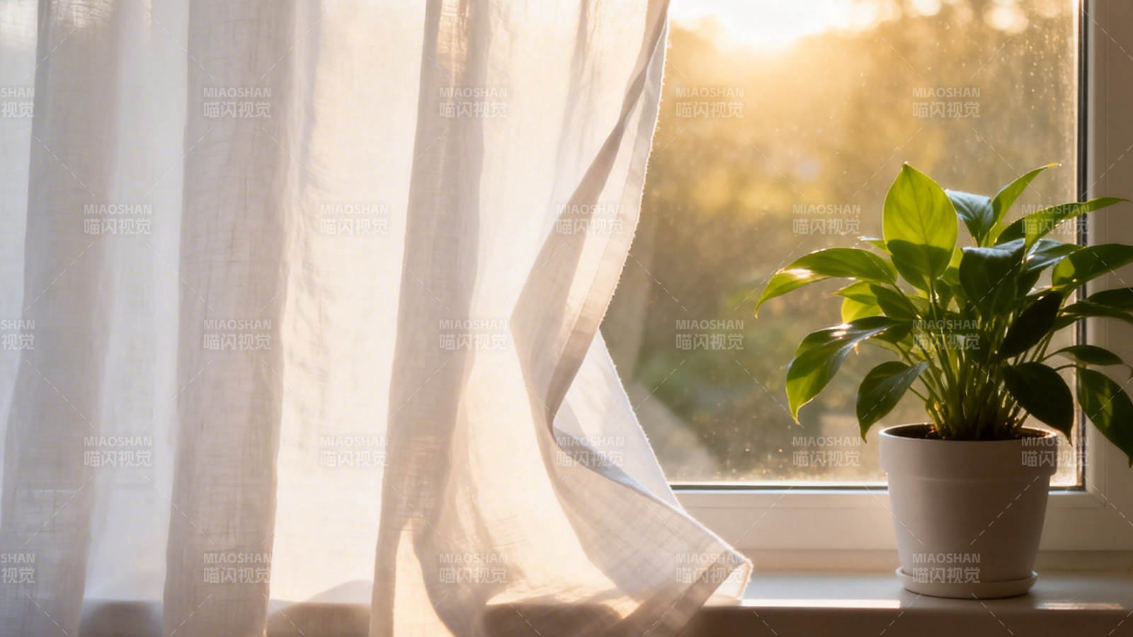 晨光窗台绿植静美图片