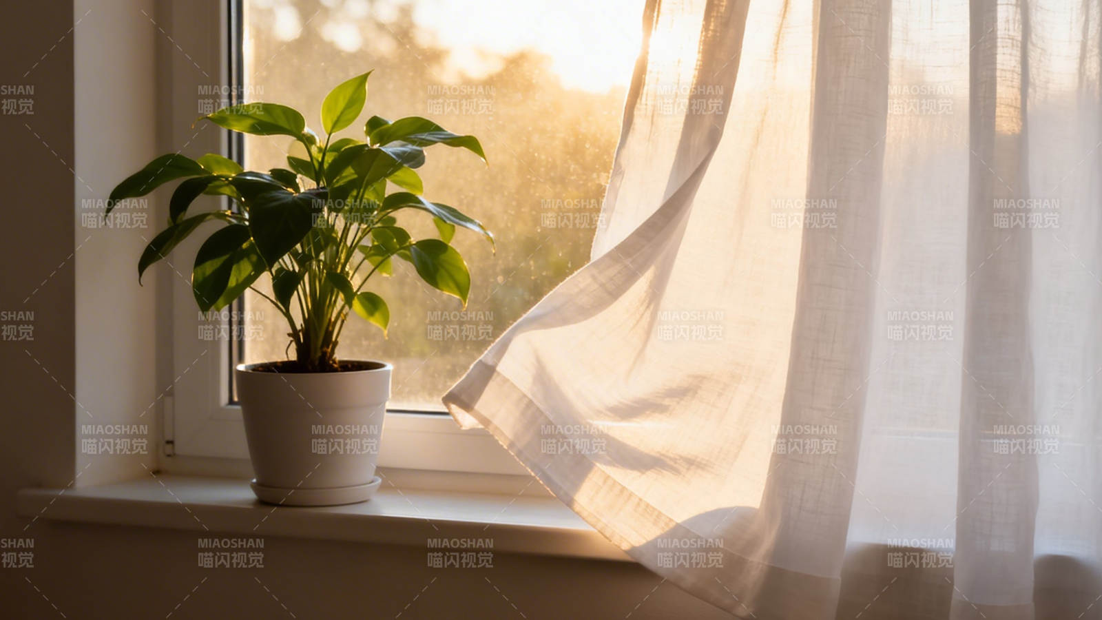 窗台绿植沐晨光图片