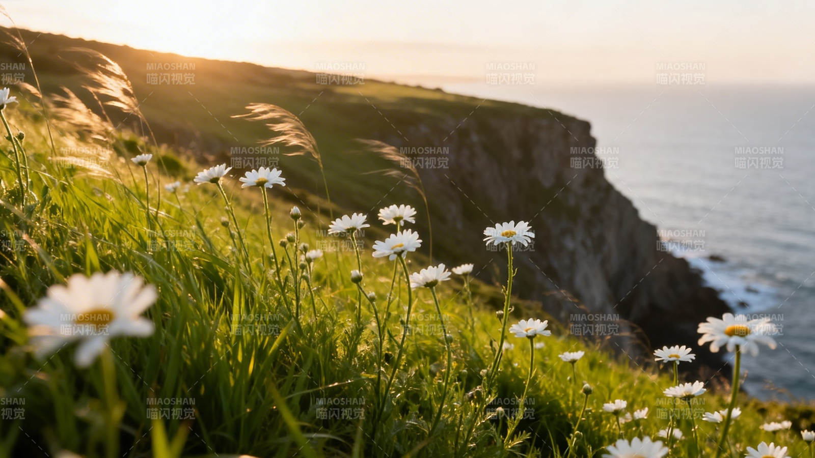 崖边雏菊迎夕照图片