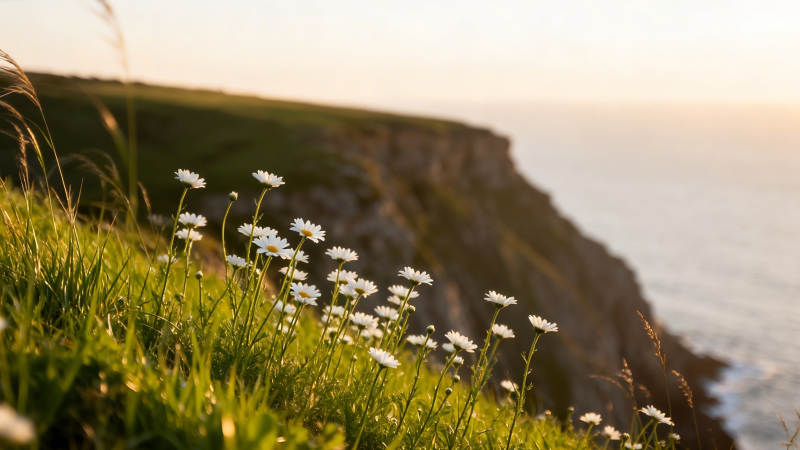 崖边雏菊迎夕阳图片