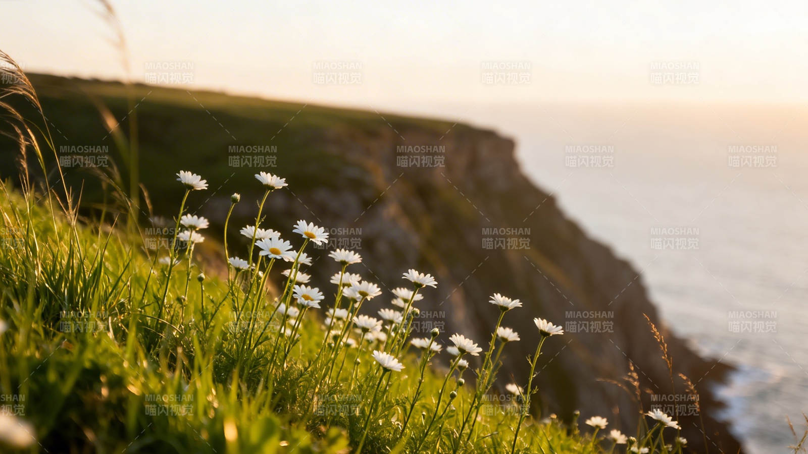 崖边雏菊迎夕阳图片