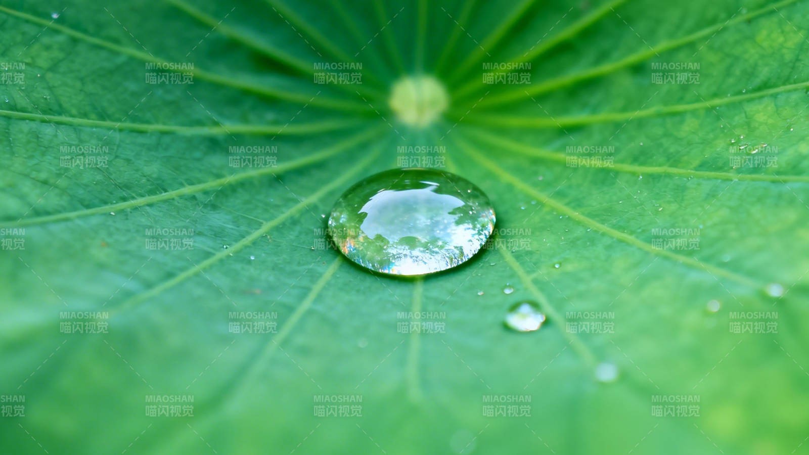 荷叶上的晶莹水珠图片
