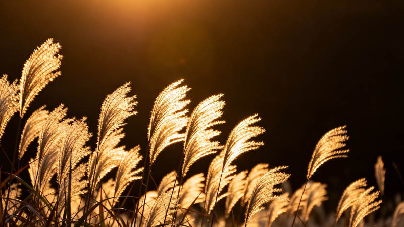 夕阳芦苇 金光摇曳图片